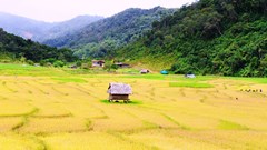 Cây lúa Việt “bén hơi” trên đất bạn Lào