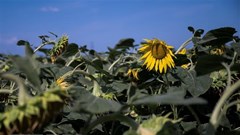 Thế giới ghi nhận tuần nắng nóng nhất, mức nhiệt phá kỷ lục