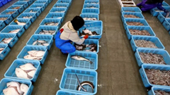 Hồng Kông (Trung Quốc) cấm hải sản từ thị trường Nhật Bản