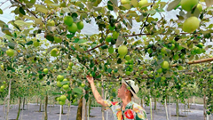 Vườn táo Lâm Viên núi Cấm – Nhịp điệu cộng hưởng