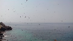 Quảng Nam: Ngăn chặn tình trạng săn bắt trái phép chim yến