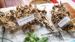 Nỗ lực chống nạn mua bán sâm Ngọc Linh giả