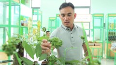 Cây sâm Ngọc Linh 9 nhánh được bán với giá gần 900 triệu đồng