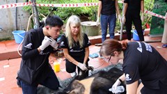 Gấu ngựa cuối cùng tại tỉnh Hà Nam được cứu hộ thành công