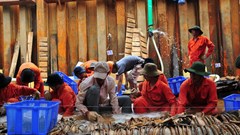 Có một điều đặc biệt từ hiện tượng Bình Châu