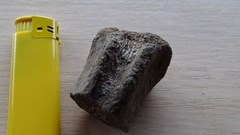 Bulgaria: Tìm thấy hóa thạch nhiều động vật cách đây 83 triệu năm