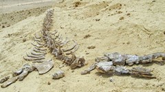 Ai Cập phát hiện hóa thạch loài cá voi tuyệt chủng 41 triệu năm trước