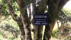 Làm thế nào để đưa trà Việt vươn tầm thế giới?  Bài 1: Trà Việt với bề dày văn hóa lịch sử