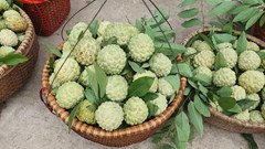 Lạng Sơn: Quảng bá, tiêu thụ na và các sản phẩm OCOP Chi Lăng