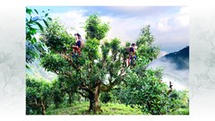 Làm thế nào để đưa trà Việt vươn tầm thế giới? Bài 2: Thiếu thương hiệu, trà Việt khó vươn tầm thế giới