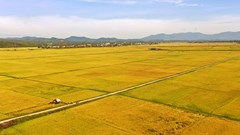 Nông dân Quảng Bình khẩn trương thu hoạch lúa hè thu