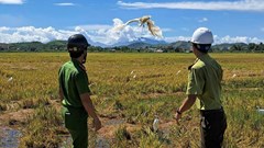 Thừa Thiên Huế: Ra quân tháo dỡ, tiêu hủy hàng trăm bẫy chim trời