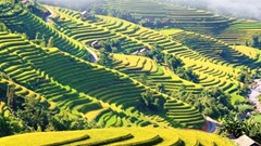 Cùng trải nghiệm ‘Tiếng gọi mùa vàng’ tại Hoàng Su Phì