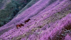 Phát triển du lịch Yên Bái qua Giải leo núi “Bước chân trên mây” đầu tiên dành cho giới báo chí