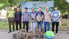 Bàn giao nhiều động vật quý hiếm để thả về tự nhiên
