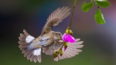 "Hội An - Nơi đàn chim trở về"