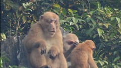 Quảng Bình: Xuất hiện đàn khỉ mốc quý hiếm ở khu vực bảo tồn voọc gáy trắng