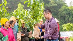 Trao tặng 250.000 cây xanh cho tỉnh Yên Bái và Lào Cai