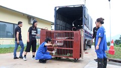 Tiếp nhận 2 cá thể gấu đến Trung tâm Cứu hộ gấu ở Bạch Mã