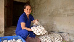 Quảng Ngãi: Gương phụ nữ nghèo vượt khó phát triển kinh tế từ mô hình nuôi vịt đẻ kết hợp lò ấp