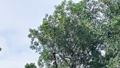 Phương án ứng phó thiên tai, bảo vệ di tích Mỹ Sơn trước mùa mưa bão