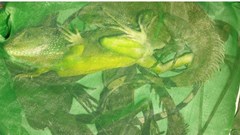 Khởi tố đối tượng vận chuyển động vật quý hiếm