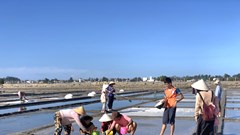 Đánh thức tiềm năng du lịch nông nghiệp, nông thôn ở Quảng Ngãi