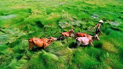 Triển lãm tưởng nhớ nghệ sĩ nhiếp ảnh Hoàng Thạch Vân