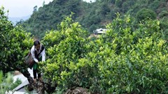 Gắn câu chuyện sản phẩm OCOP với du lịch nông nghiệp, nông thôn