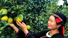 Tiềm năng từ các sản phẩm đặc thù vùng cao nguyên đá