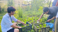 Tạo sinh kế cho đồng bào thiểu số bằng trồng dược liệu