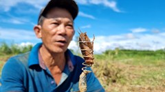 “Săn” dế cơm ở bãi bồi ven sông Trà Khúc