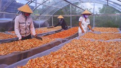 Độc đáo Nghề làm tôm khô ở tỉnh Cà Mau