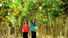 Xứ Dừa phát triển Chương trình OCOP gắn với du lịch nông thôn