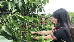 Gia tăng giá trị cho sản phẩm OCOP tại Đắk Lắk