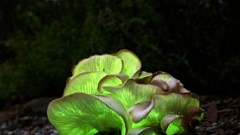 Bảy người cấp cứu do ăn phải nấm “ma”