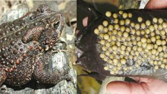 Nam thanh niên tử vong vì ngộ độc trứng cóc