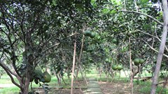 Đồng Nai: Nhiều lợi thế phát triển du lịch nông nghiệp, nông thôn