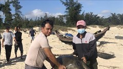 Kịp thời cứu hộ một cá thể rùa biển quý hiếm nặng 40 kg