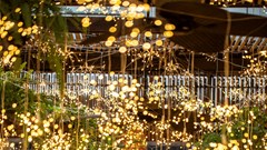 Truyền thông điệp yêu thương từ cây thông hạc khổng lồ