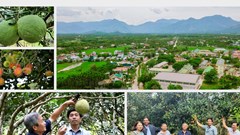 Vườn trái ngọt ven sông Phước Giang