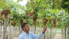 Ninh Thuận: Tập trung phát triển du lịch cộng đồng, nông nghiệp - nông thôn