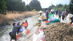 Khánh Hòa: Sôi động mùa thu hoạch củ kiệu Tết