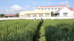 Làng hoa mỏi mòn chờ… thương lái