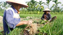 Kiệu rớt giá, nông dân vùng thủ phủ kiệu Quảng Ngãi lo “mất Tết”