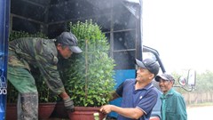 Làng hoa cúc ở Quảng Ngãi nhộn nhịp bán Tết