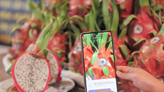 Phát triển nông nghiệp xanh, thích ứng với biến đổi khí hậu từ cây thanh long