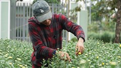 Trồng hoa cúc mùa Tết giúp người dân phát triển kinh tế gia đình