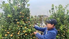 Mong chờ một vụ mùa bội thu