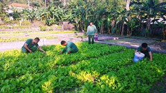 Đón Xuân sớm trên đảo Cù Lao Chàm